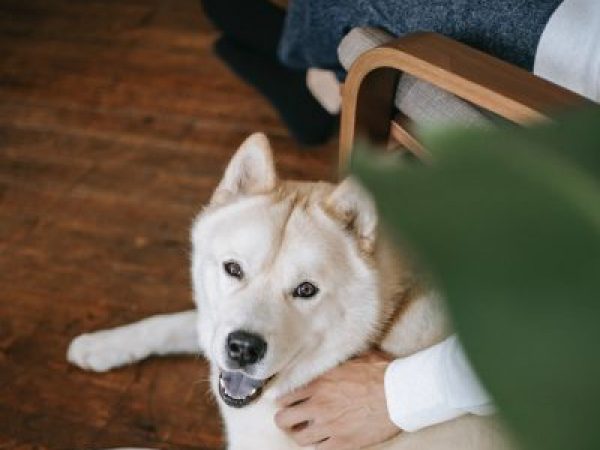 firework safety, anxious doggo, fireworks, firework