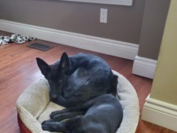 service dog update, ontario spca conference