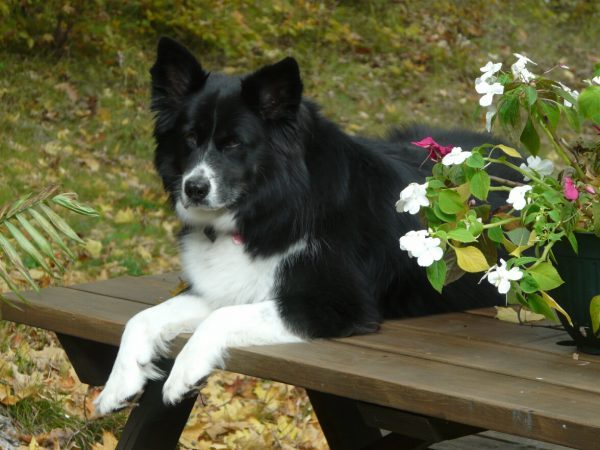 world pet memorial day, donor,