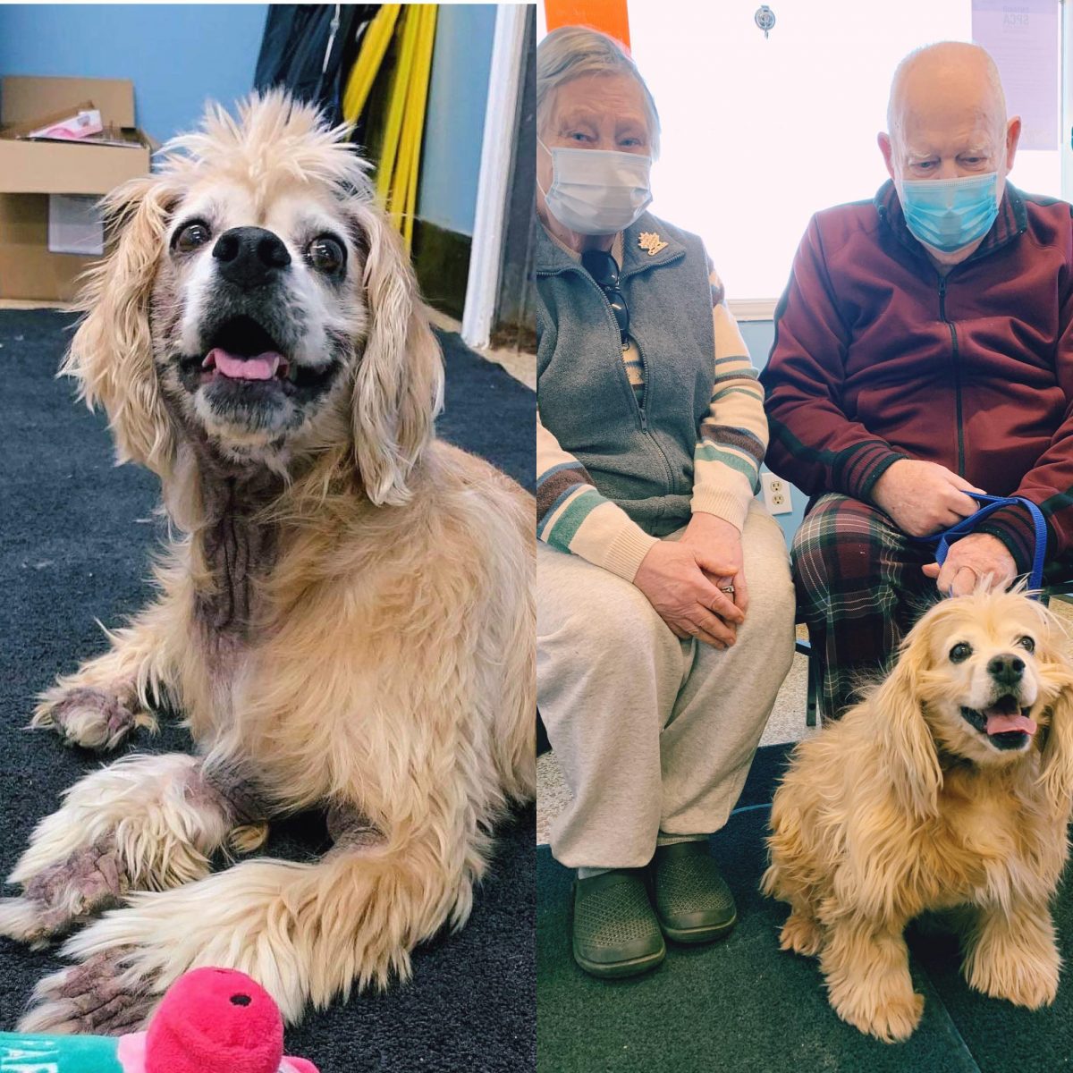 peppa, sweat for pets, 