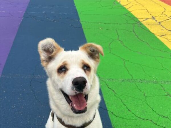 Pride dog