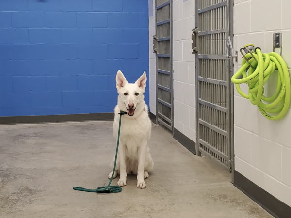 renfrew county renovations, dog renovations, white dog