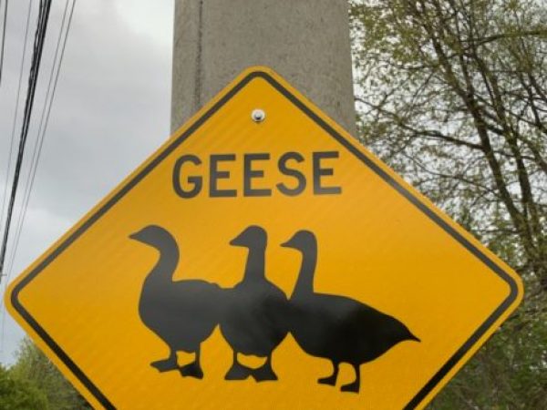 geese crossing, cornwall, city of cornwall, APS