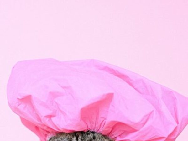 bathing your cat, cat bath, cat grooming