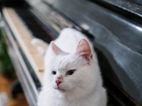 music therapy, music pets, music and pets