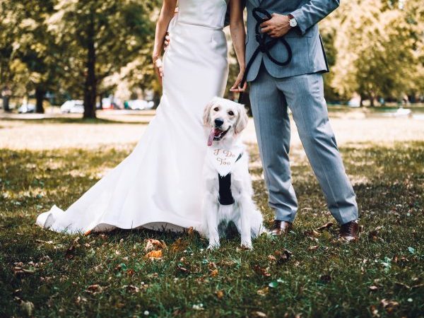 pet in your wedding, pets and weddings