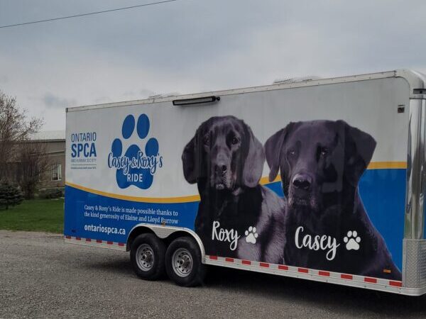 casey and roxy's ride, animal transport trailer