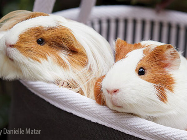 happy tails, Ginger and Fifi