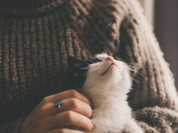 encouraging your cat to eat, missing meals, appetite