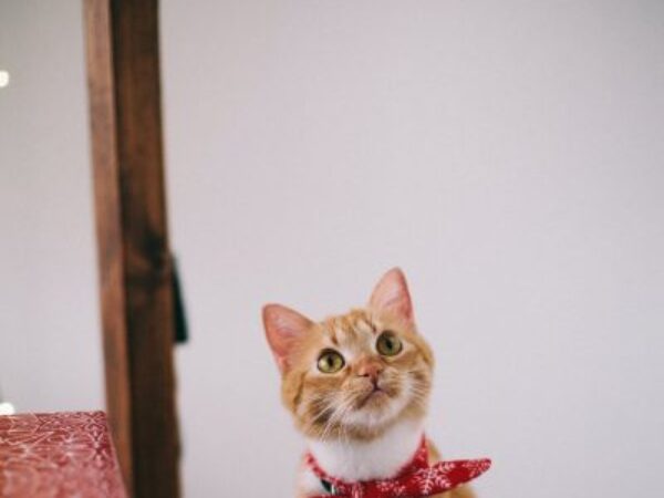 build trust in foster kitten