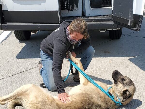 cross-border partnership, animal transport, united states