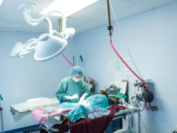 spay neuter, pre-anesthetic bloodwork