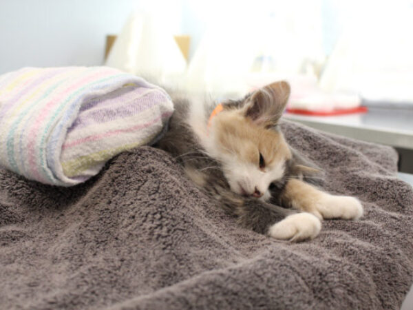 incision healing, animals' incision healing, spay neuter, post-surgery, incision healing