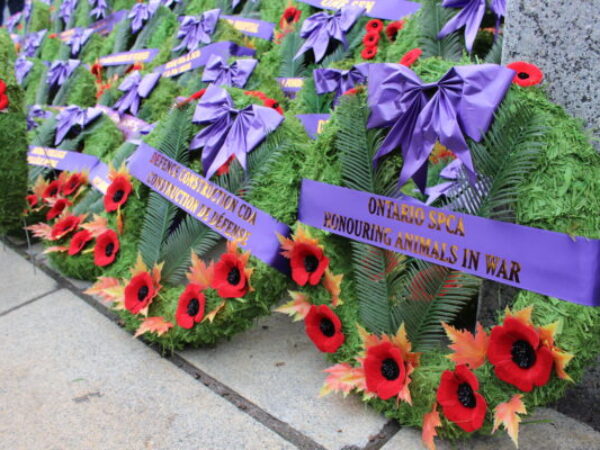 remembering animals in war, remembrance day, animals in war