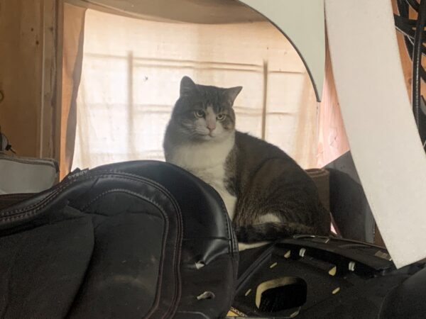 working cats, working cat