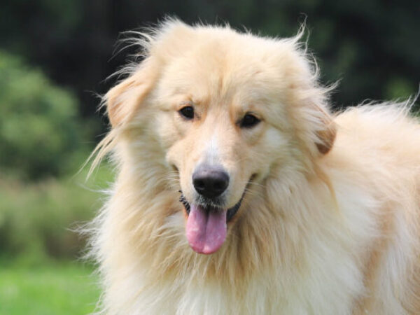 Nikki, Nicole, dog rehabilitation, dog rehab