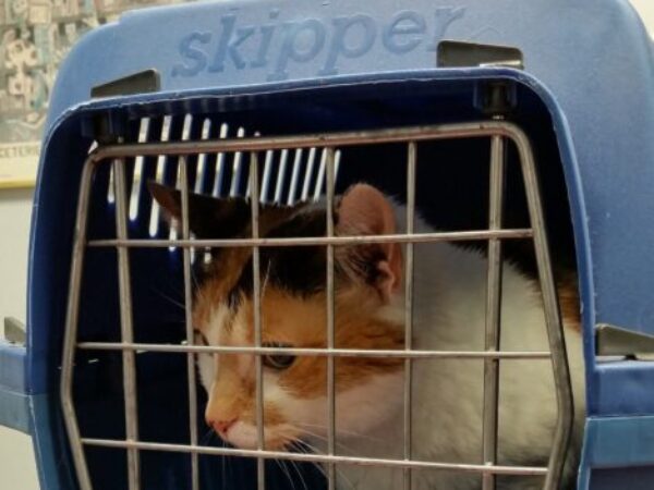 take your cat to the vet