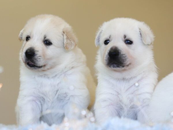 iAdopt for the Holidays, puppies, animals for adoption