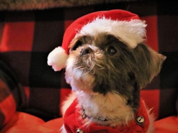 Cute adopted animal photo