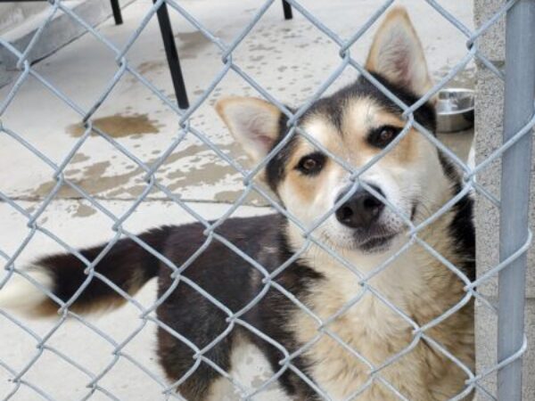 pound rescue, symbolic gifts, purr-fect gift