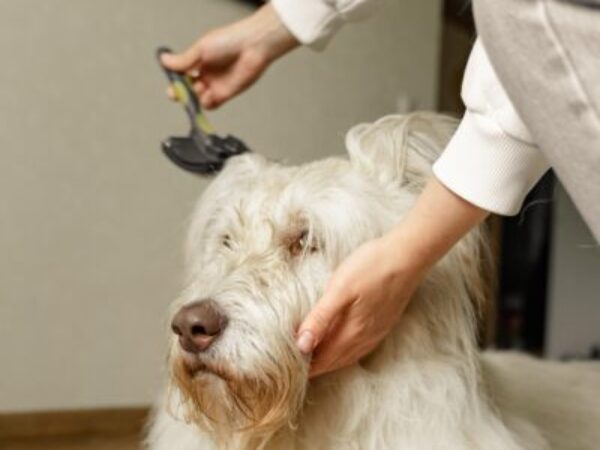 winter dog grooming, winter grooming tips, grooming, dog care