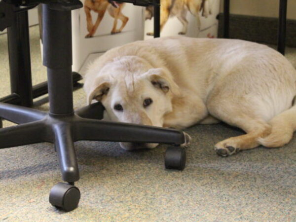 dog in office