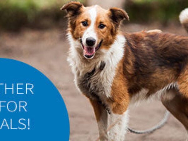 dog outside on chain