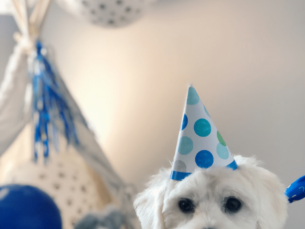 birthday dog