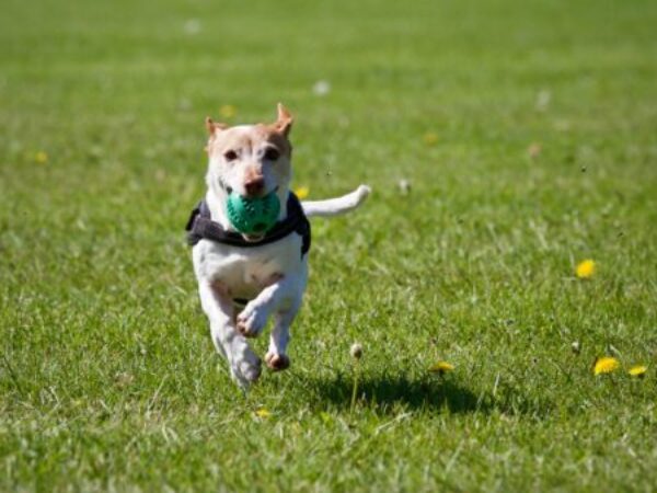 dog running