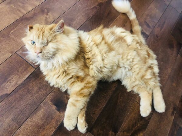 fluffy orange cat