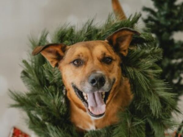 Christmas dog