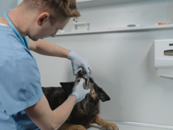 checking dog's teeth