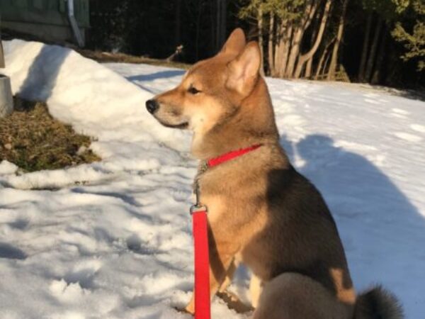 winter walks with your dog