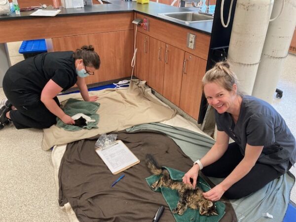 northern college, spay neuter clinic