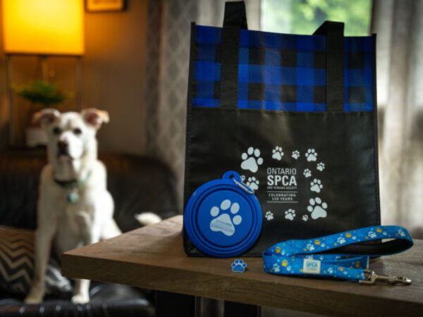 150th anniversary, paws and give, 150 celebration