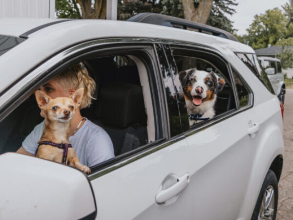 no hot pets, save an animals life, take the no hot pets pledge