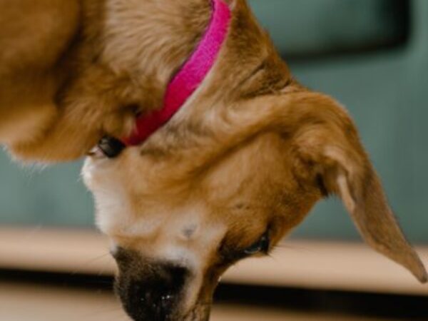 growth and nutrition, puppy, tiny paws, royal canin