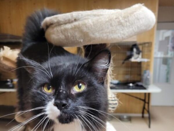 northern partners, northern transports