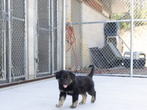 puppy in kennel
