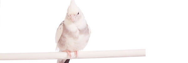 bird-adoption-banner