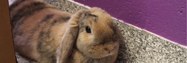 rabbit-adoption-banner