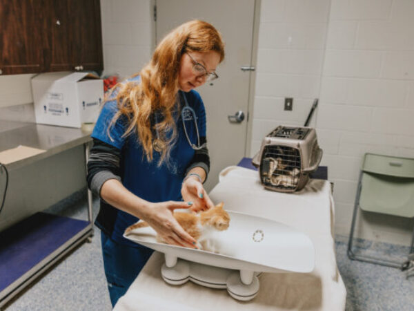 Kitten being weighed