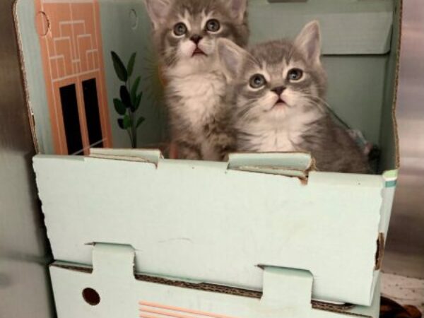 kittens in cat cabin