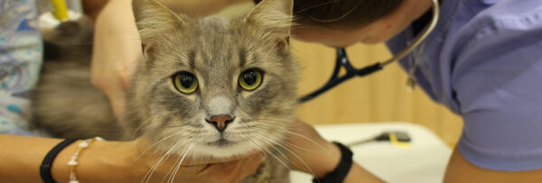 neuter-scooter-banner-large