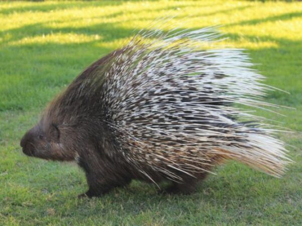 porcupine