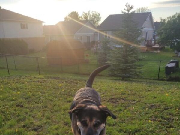 Dog outside with frisbee