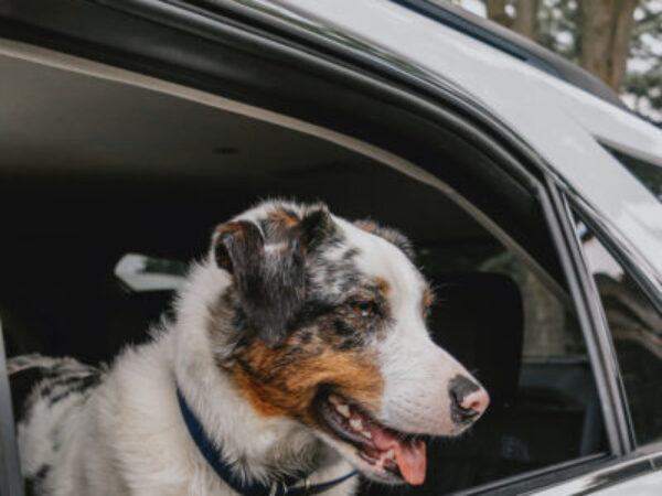 dog in car