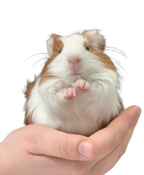 hand holding hamster