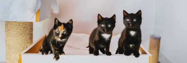 AnimalsForAdoption-Banner-March2025