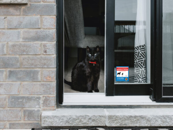 cat in window